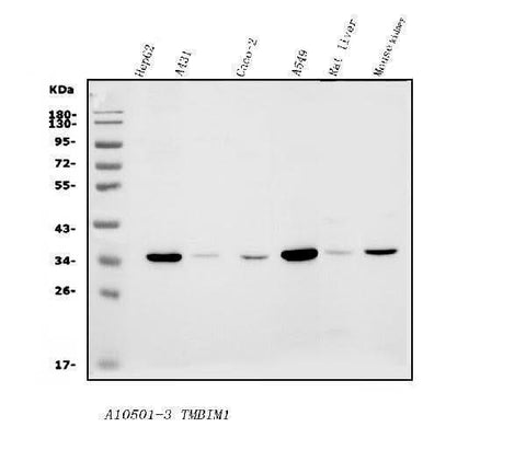 Anti-TMBIM1 Antibody Picoband® Boster Bio
