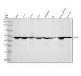 Anti-DDOST Antibody Picoband® Boster Bio