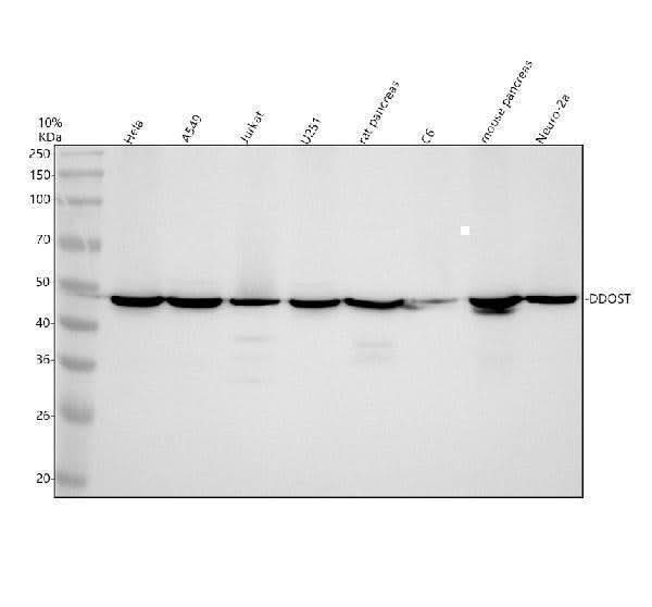 Anti-DDOST Antibody Picoband® Boster Bio
