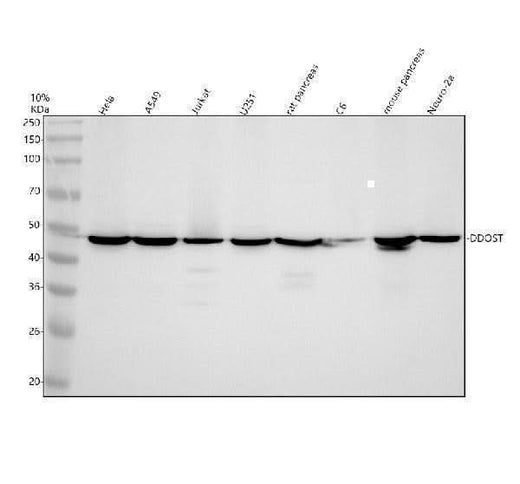 Anti-DDOST Antibody Picoband® Boster Bio