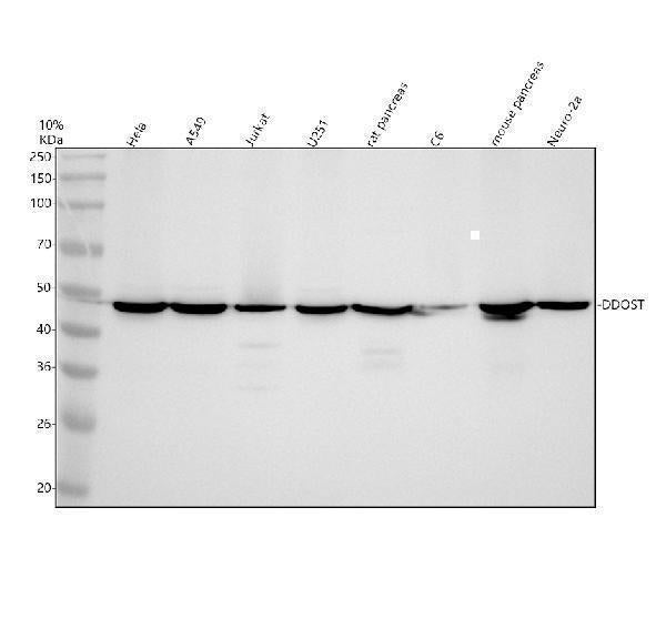 Anti-DDOST Antibody Picoband® Boster Bio