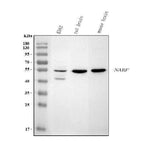 Anti-NARF Antibody Picoband® Boster Bio