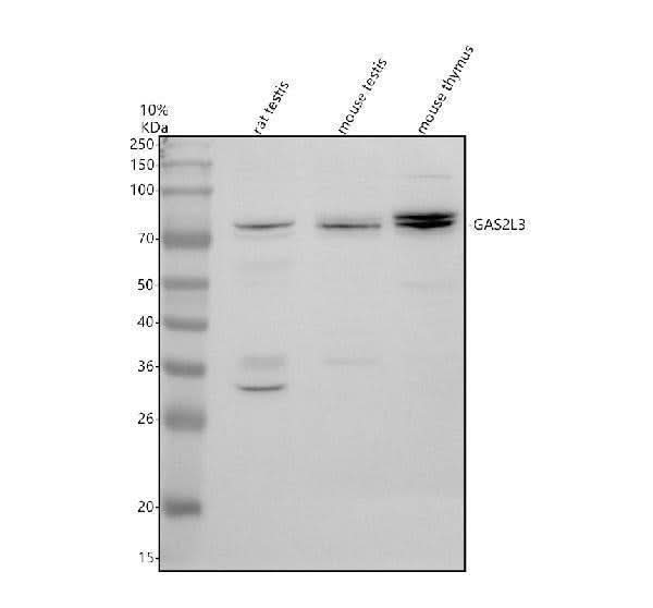 Anti-GAS2L3 Antibody Picoband® Boster Bio