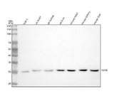 Anti-NAXE Antibody Picoband® Boster Bio
