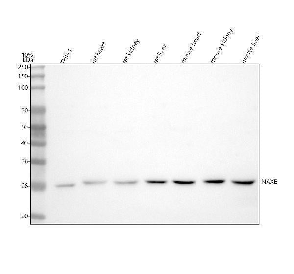 Anti-NAXE Antibody Picoband® Boster Bio