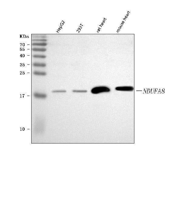 Anti-NDUFA8 Antibody Picoband® Boster Bio