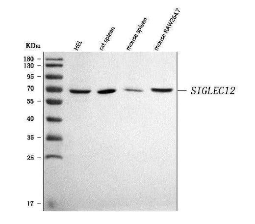 Anti-SIGLEC12 Antibody Picoband® Boster Bio