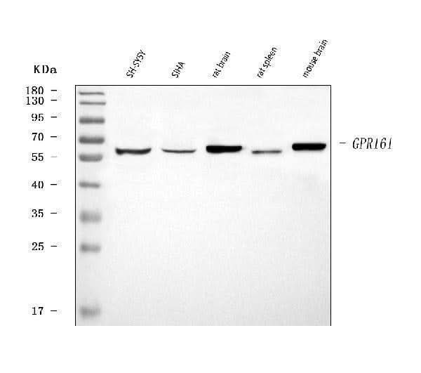 Anti-GPR161 Antibody Picoband® Boster Bio