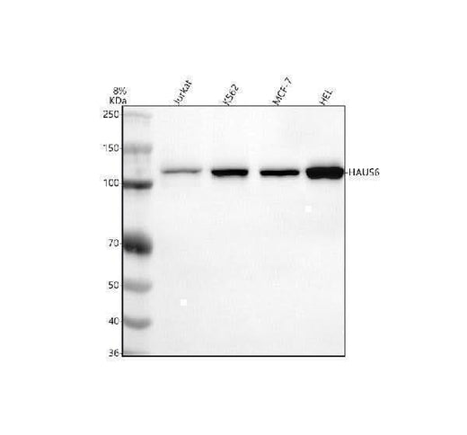 Anti-FAM29A/HAUS6 Antibody Picoband® Boster Bio