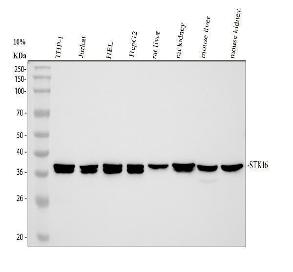Anti-STK16 Antibody Picoband® Boster Bio