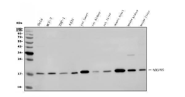 Anti-NDUFB5 Antibody Picoband® Boster Bio