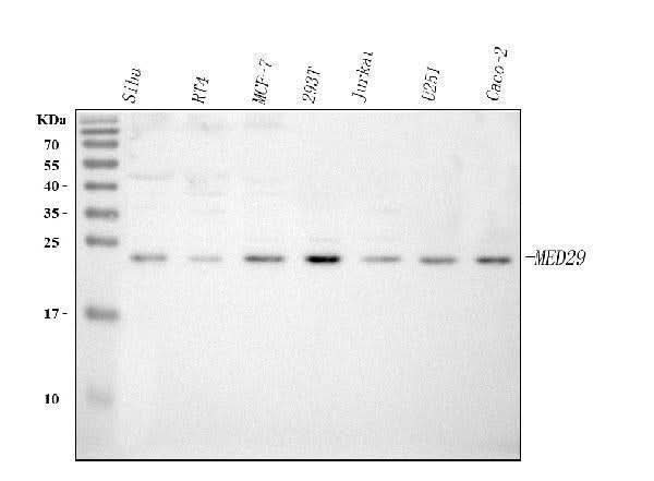 Anti-MED29 Antibody Picoband® Boster Bio