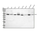 Anti-RNF25 Antibody Picoband® Boster Bio