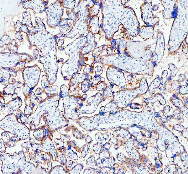 Anti-SIGLEC6 Antibody Picoband® Boster Bio
