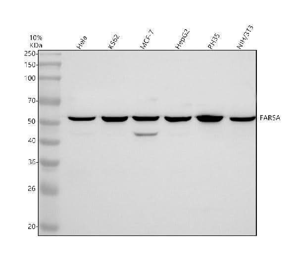 Anti-FARSA Antibody Picoband® Boster Bio
