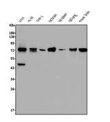 Anti-NOVA2 Antibody Picoband® Boster Bio