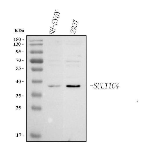Anti-SULT1C4 Antibody Picoband® Boster Bio