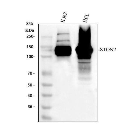 Anti-STON2 Antibody Picoband® Boster Bio