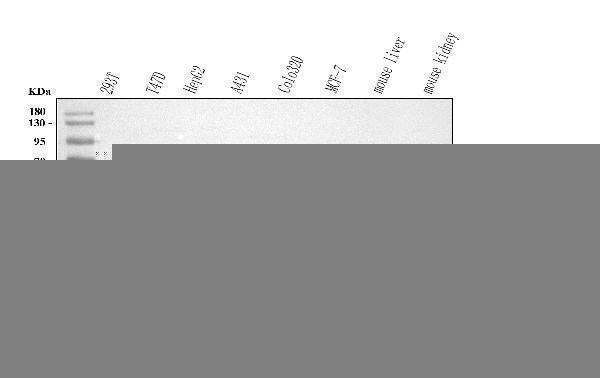 Anti-NUBPL Antibody Picoband® Boster Bio