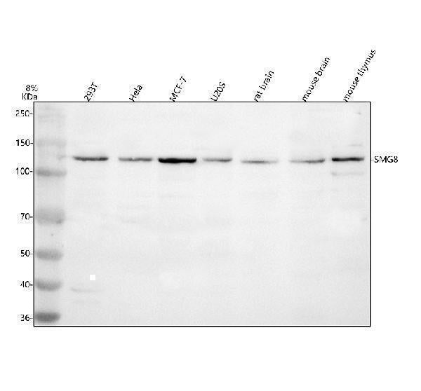 Anti-SMG8 Antibody Picoband® Boster Bio