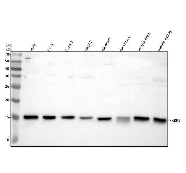 Anti-FKBP2 Antibody Picoband® Boster Bio