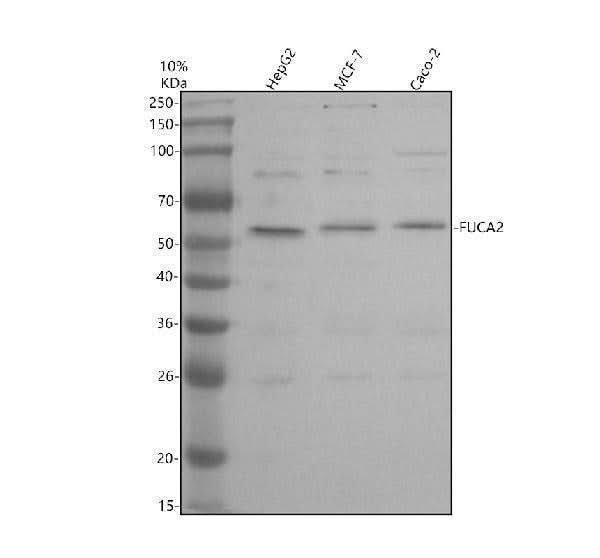 Anti-FUCA2 Antibody Picoband® Boster Bio