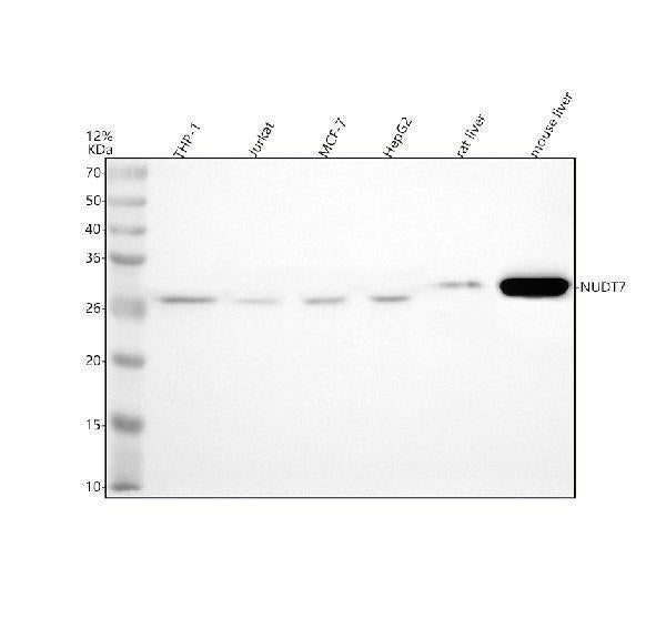 Anti-NUDT7 Antibody Picoband® Boster Bio