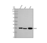 Anti-RAB26 Antibody Picoband® Boster Bio