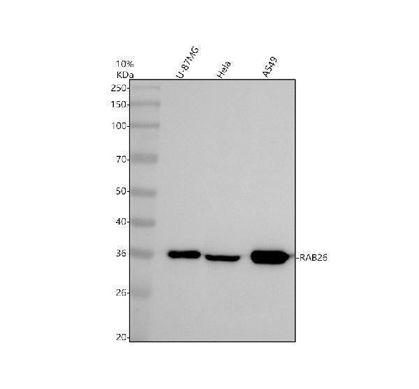Anti-RAB26 Antibody Picoband® Boster Bio