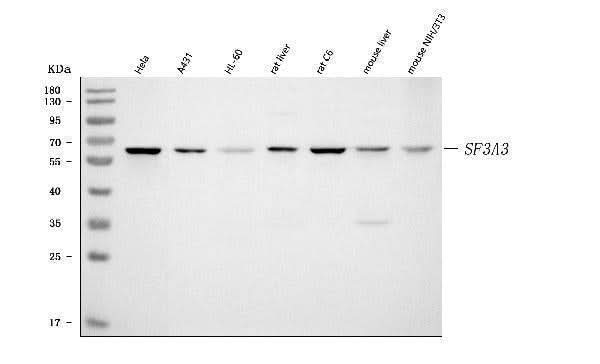 Anti-SF3A3 Antibody Picoband® Boster Bio