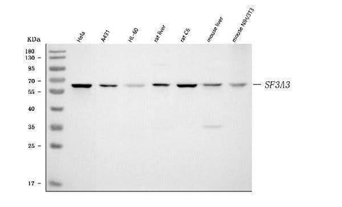 Anti-SF3A3 Antibody Picoband® Boster Bio