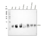 Anti-RPS28 Antibody Picoband® Boster Bio
