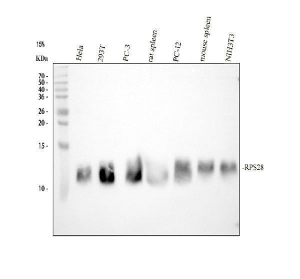 Anti-RPS28 Antibody Picoband® Boster Bio