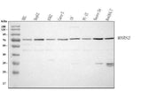 Anti-MARS2 Antibody Picoband® Boster Bio