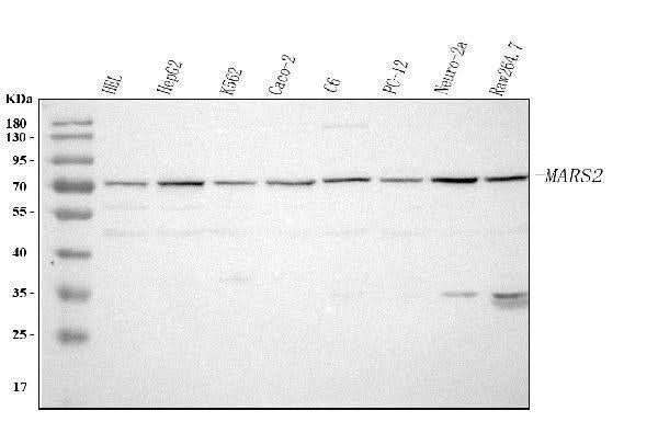 Anti-MARS2 Antibody Picoband® Boster Bio