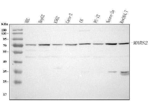 Anti-MARS2 Antibody Picoband® Boster Bio