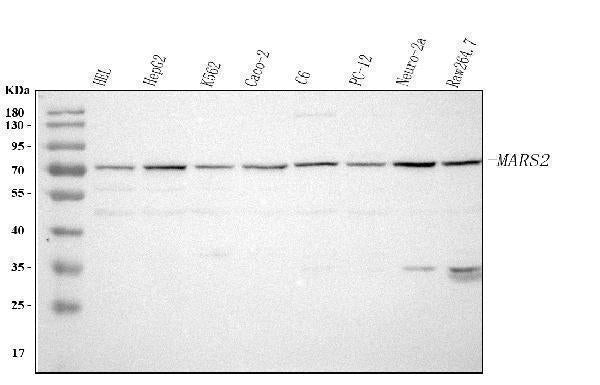 Anti-MARS2 Antibody Picoband® Boster Bio