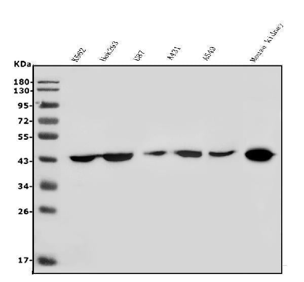 Anti-HOXD11 Antibody Picoband® Boster Bio