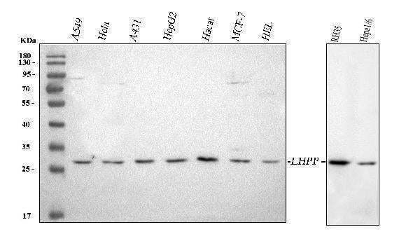 Anti-LHPP Antibody Picoband® Boster Bio