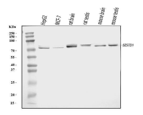 Anti-Solo/SESTD1 Antibody Picoband® Boster Bio