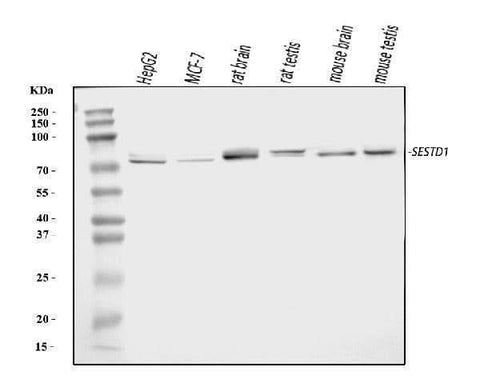 Anti-Solo/SESTD1 Antibody Picoband® Boster Bio