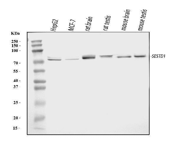 Anti-Solo/SESTD1 Antibody Picoband® Boster Bio