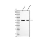 Anti-PWP1 Antibody Picoband® Boster Bio