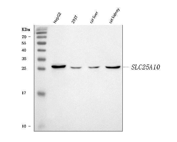 Anti-Mitochondrial dicarboxylate carrier/SLC25A10 Antibody Picoband® Boster Bio