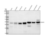 Anti-GIMAP4 Antibody Picoband® Boster Bio