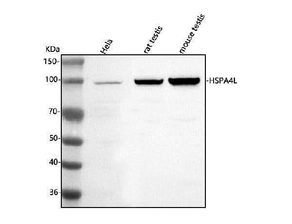 Anti-HSPA4L Antibody Picoband® Boster Bio