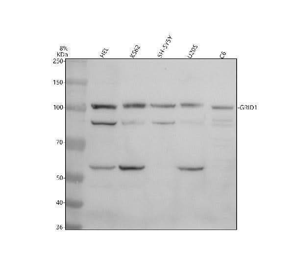 Anti-GRID1 Antibody Picoband® Boster Bio