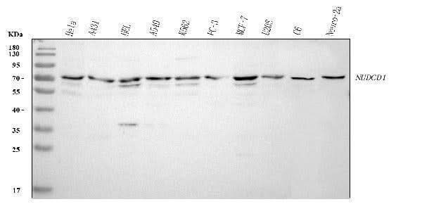 Anti-NUDCD1 Antibody Picoband® Boster Bio