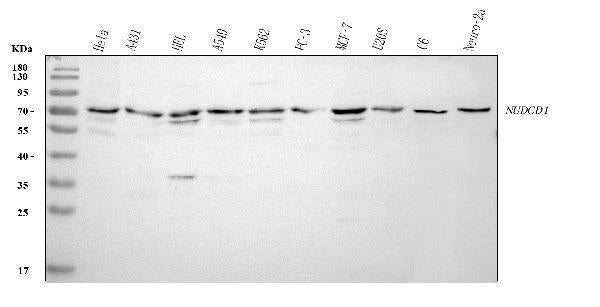 Anti-NUDCD1 Antibody Picoband® Boster Bio