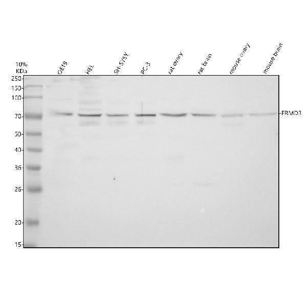 Anti-FRMD3 Antibody Picoband® Boster Bio